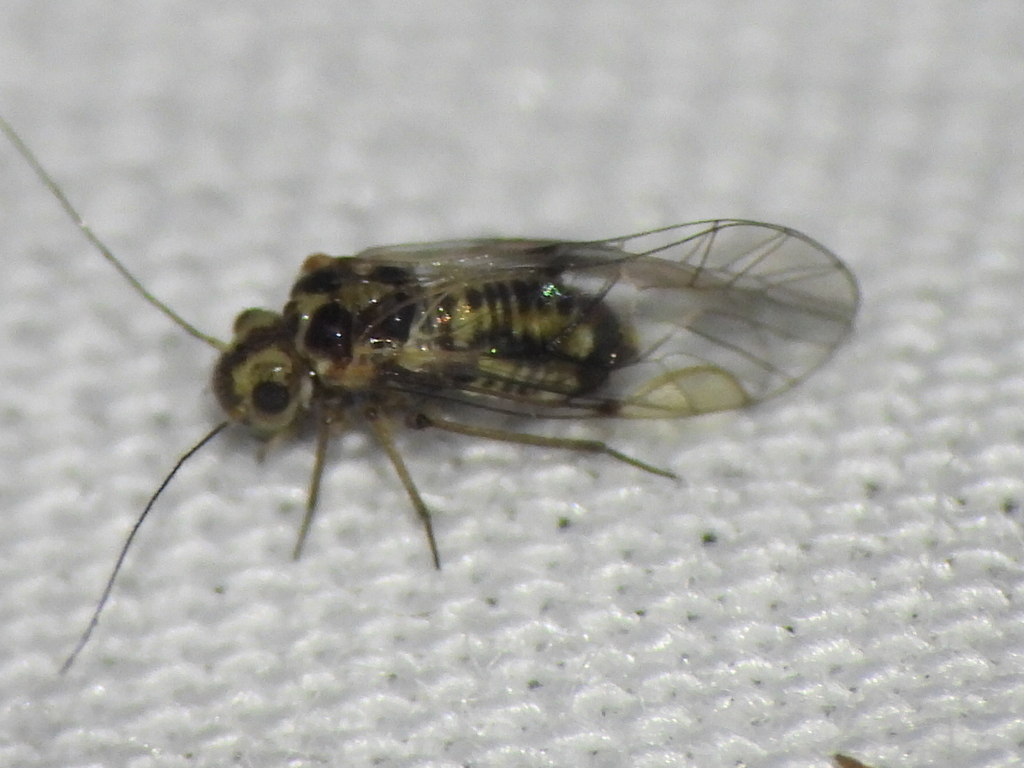 Blastopsocus lithinus