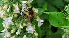 Apis mellifera