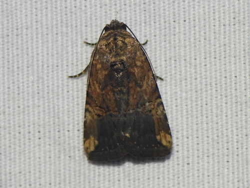 Agrotina Midget photo 5