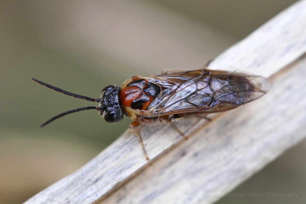 Craterocercus