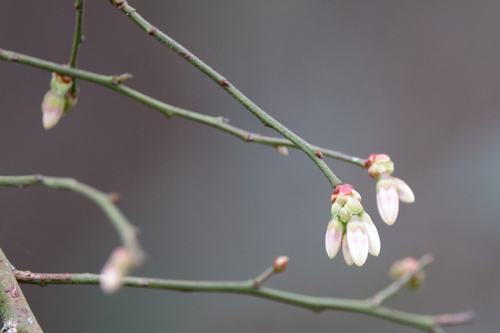 Image of Vaccinium elliottii by (c) Lauren McLaurin, some rights reserved (CC BY)