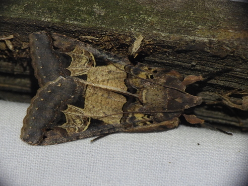 Melipotis agrotoides photo 3