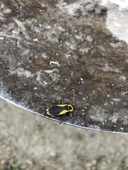 Chauliognathus distinguendus