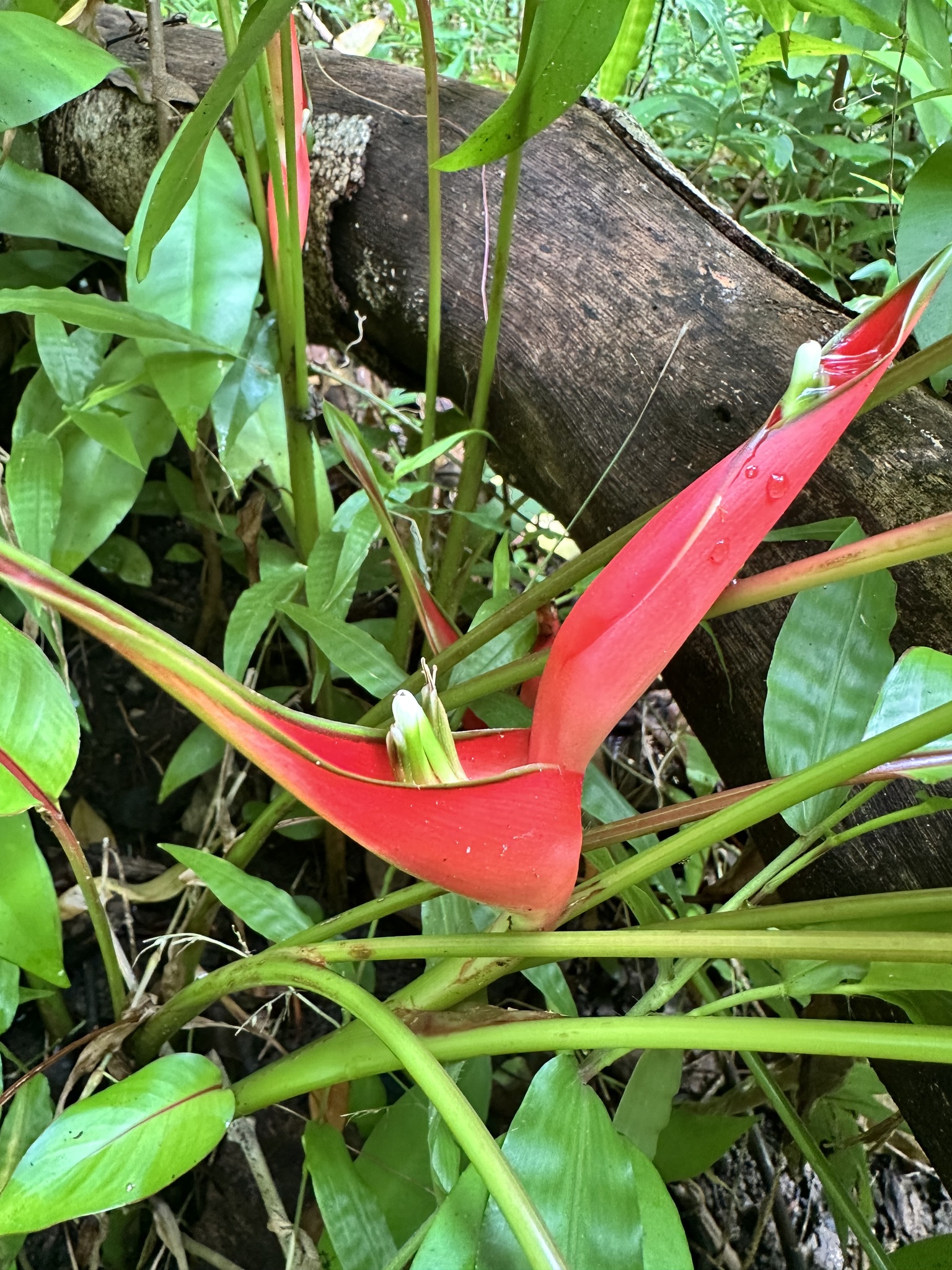 Imagem de Bananeira-de-jardim