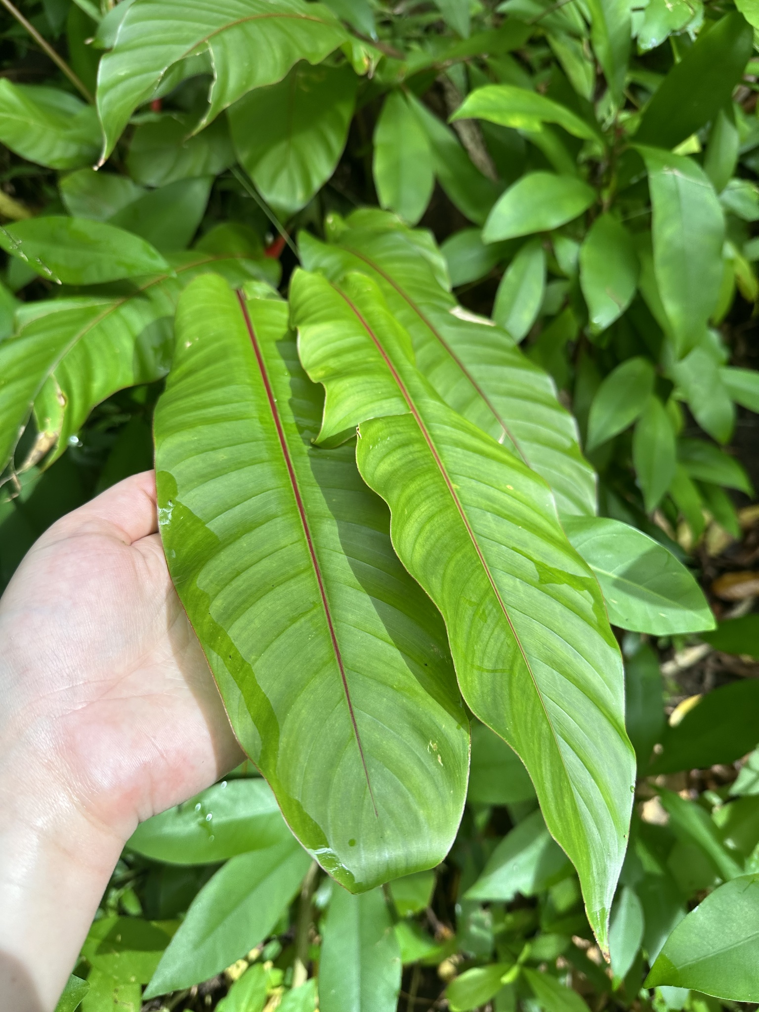 Imagem de Bananeira-de-jardim
