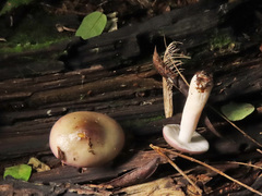 Russula gracillima