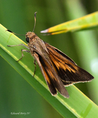 Euphyes pilatka