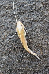 Pimelodus blochii