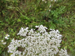 Chrysogaster solstitialis