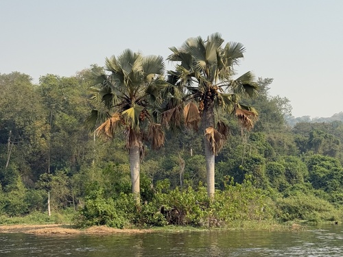 Foto de Buriti