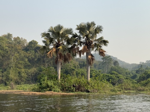 Foto de Buriti