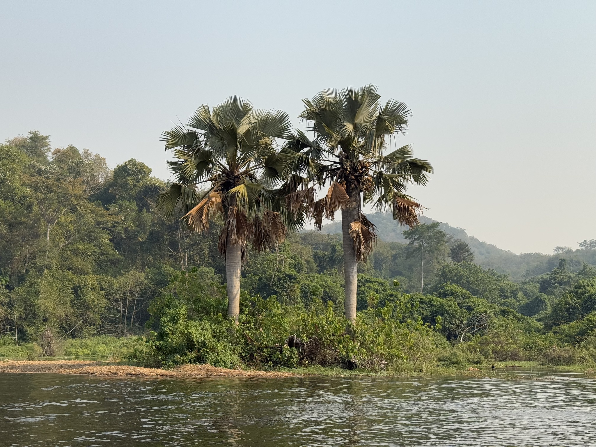 Imagem de Buriti