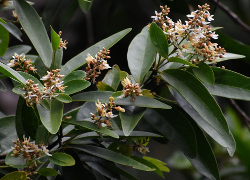 Xanthophyllum octandrum observed 2024-12-17
