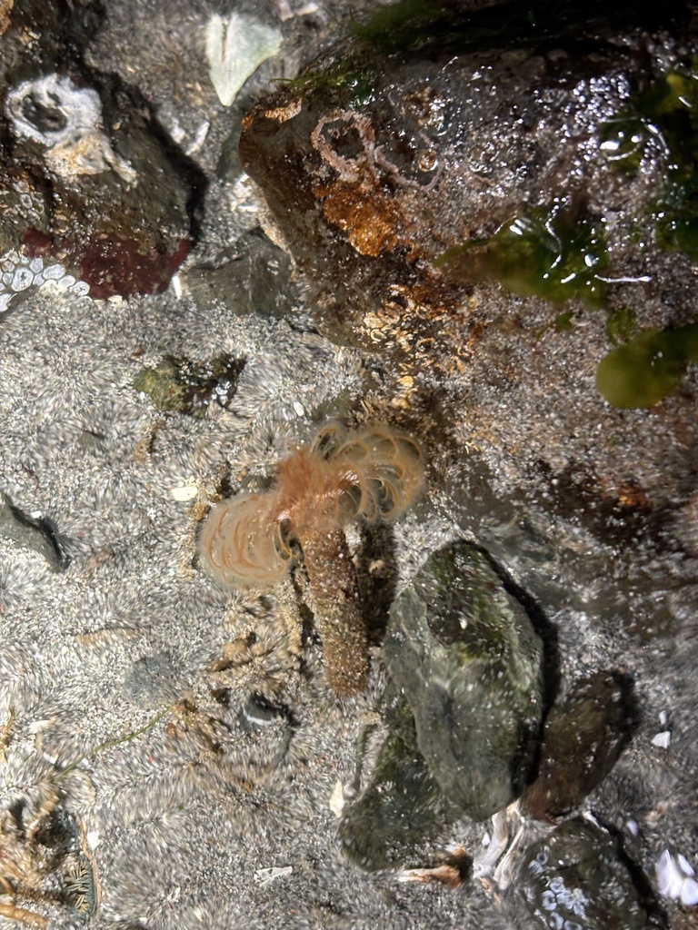 Eudistylia catharinae