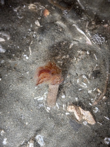 Eudistylia catharinae