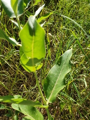 Asclepias speciosa