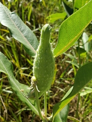 Asclepias speciosa