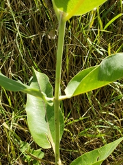 Asclepias speciosa