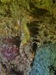 Hippocampus comes