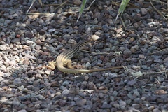 Aspidoscelis scalaris