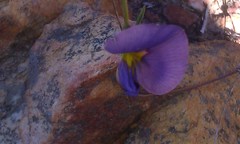 Lotononis filiformis