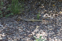 Aspidoscelis scalaris