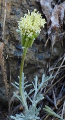 Chaenactis suffrutescens