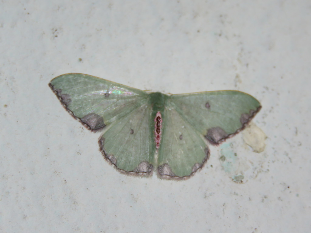 Oospila tricamerata