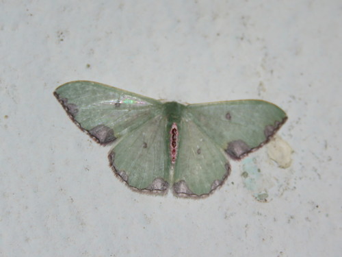 Oospila tricamerata