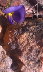 Lotononis filiformis