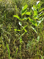 Asclepias speciosa
