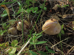 Cortinarius anomalus