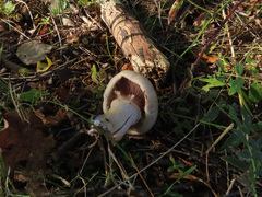 Cortinarius anomalus