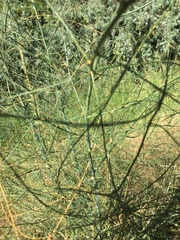 Asparagus officinalis