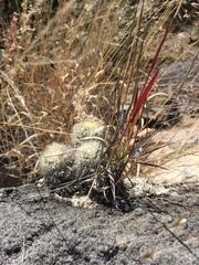 Mammillaria jaliscana jaliscana