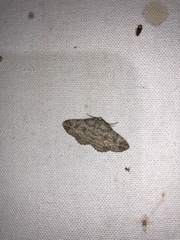 Iridopsis vellivolata