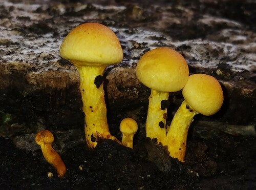 Pleuroflammula