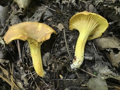 Cantharellus lewisii