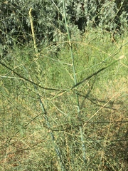 Asparagus officinalis