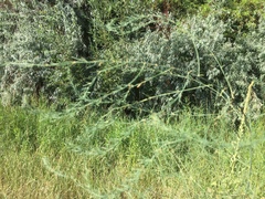 Asparagus officinalis