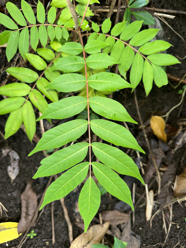 Rhus taitensis