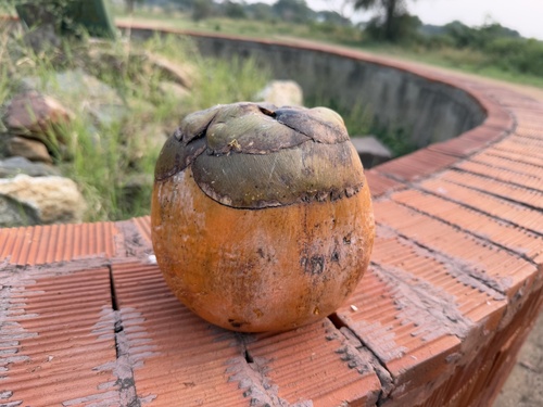 Foto de Buriti