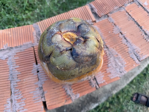 Foto de Buriti