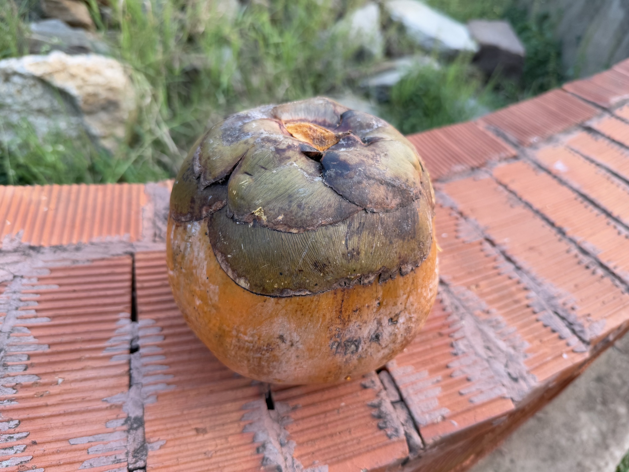 Imagem de Buriti