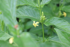 Mandevilla foliosa