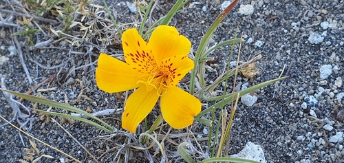 Alstroemeria esteparica (Alstroemeria esteparica)