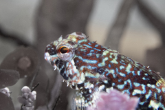 Saddleback Sculpin photo 2