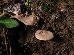 Lactarius glyciosmus