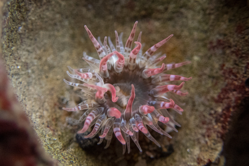 Moonglow Anemone, photo 2 of 10