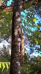 Mokopirirakau granulatus